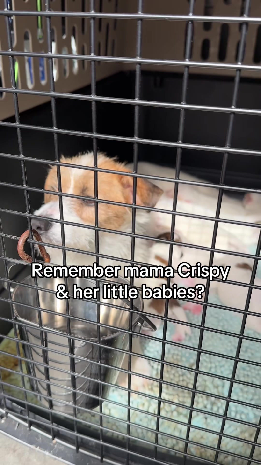 @sftsanimalrescue