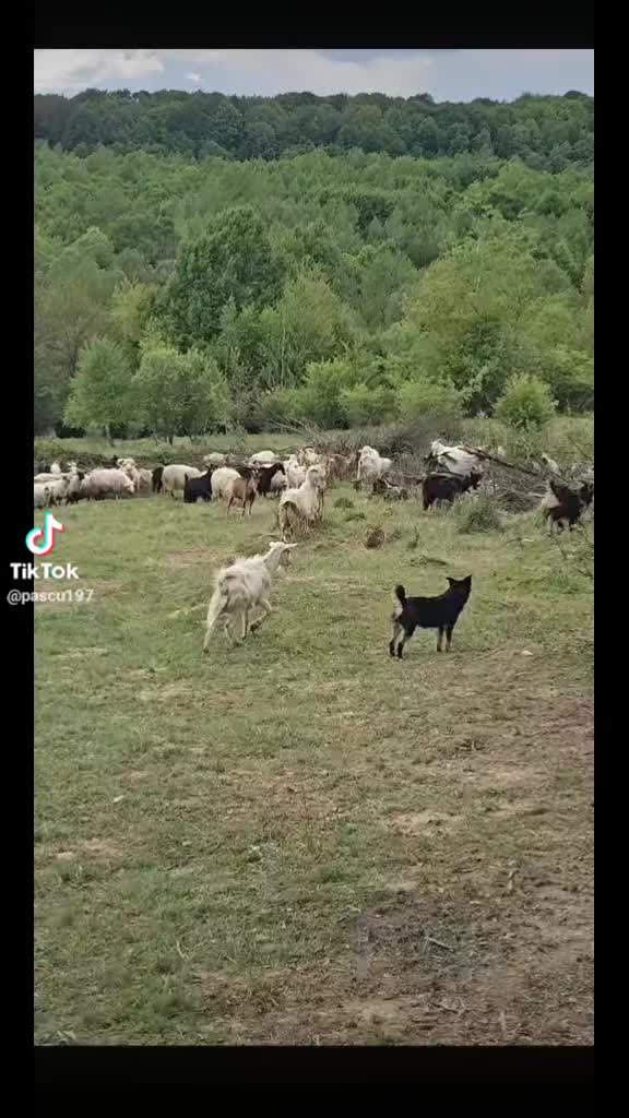 @costelcorduneanu60