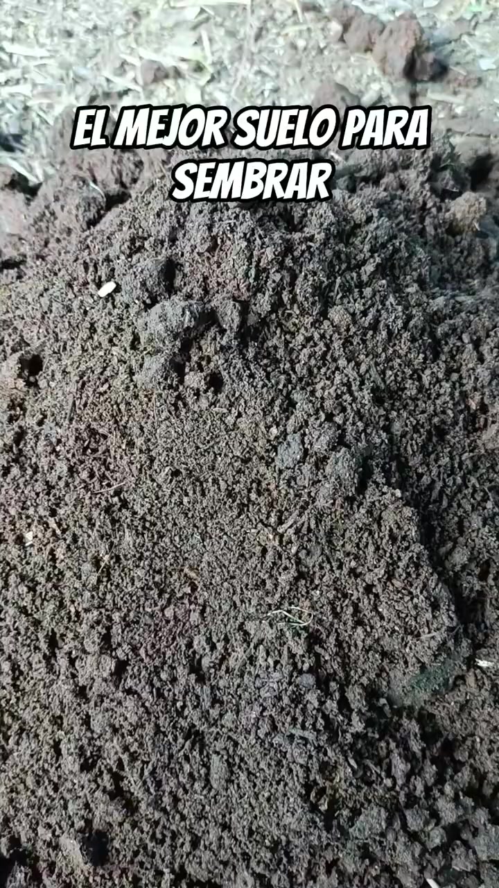 @Agricultura Banano y Plátano