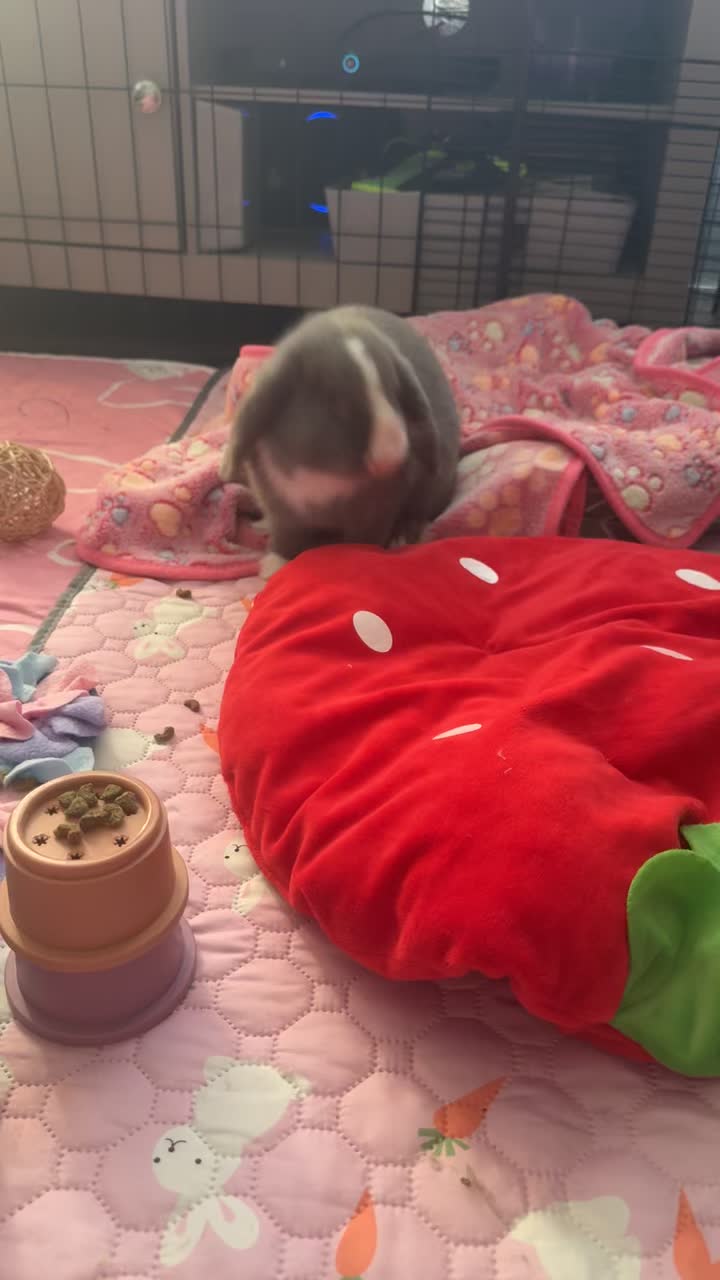 @ðâšRoxanneð«¶ðŒPjQueenâšð