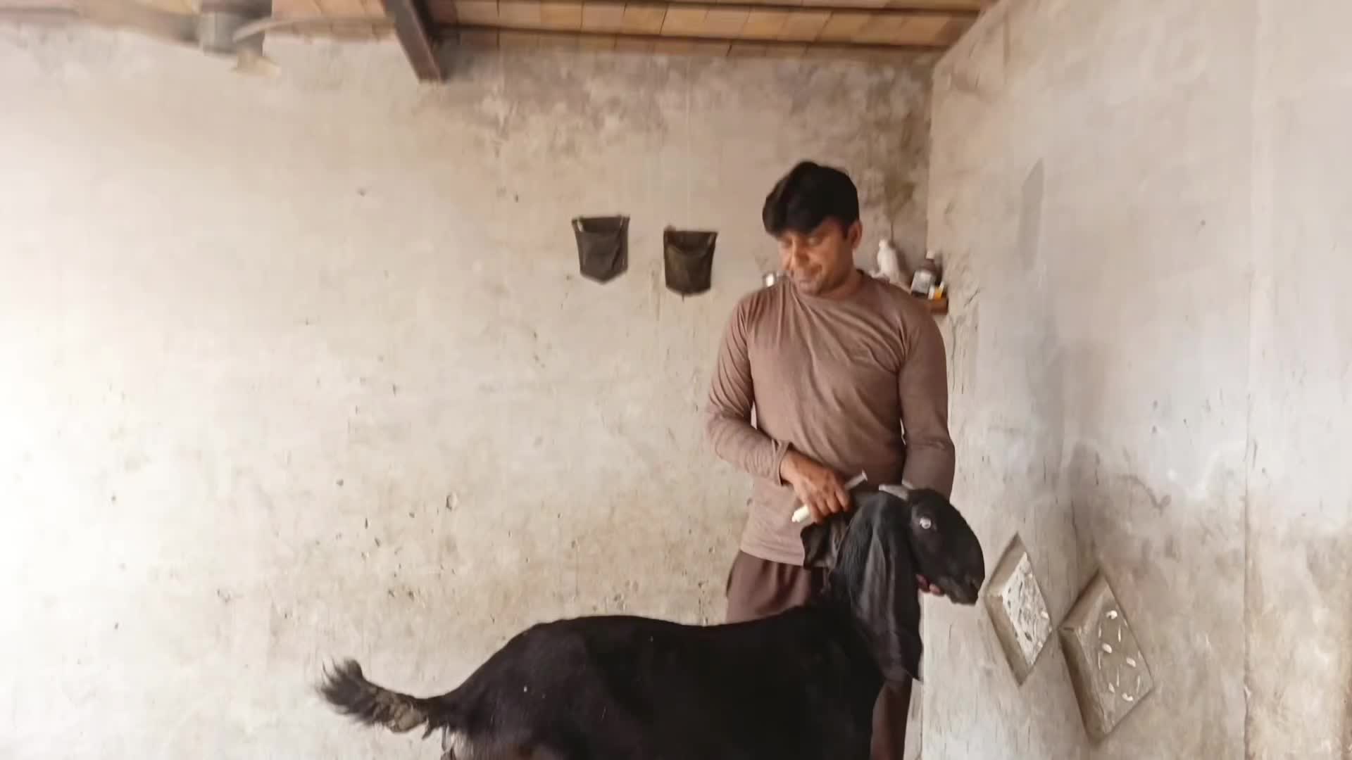 @Animal success