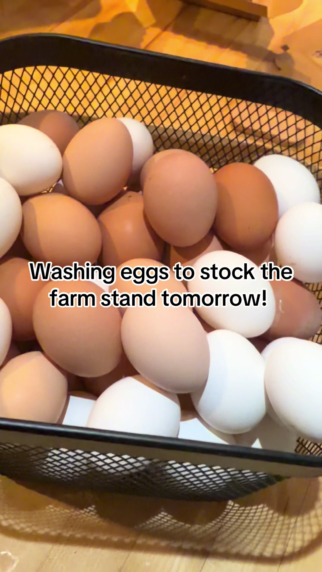 @Resistance Homesteaders