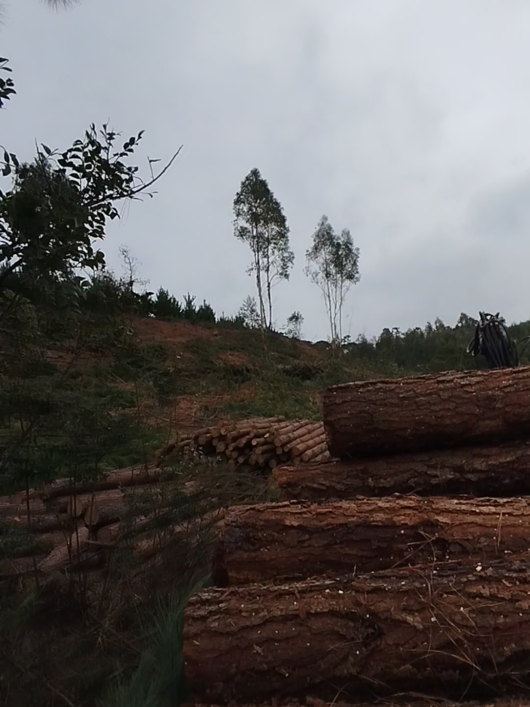 @Daniel Soares 🌲🚜