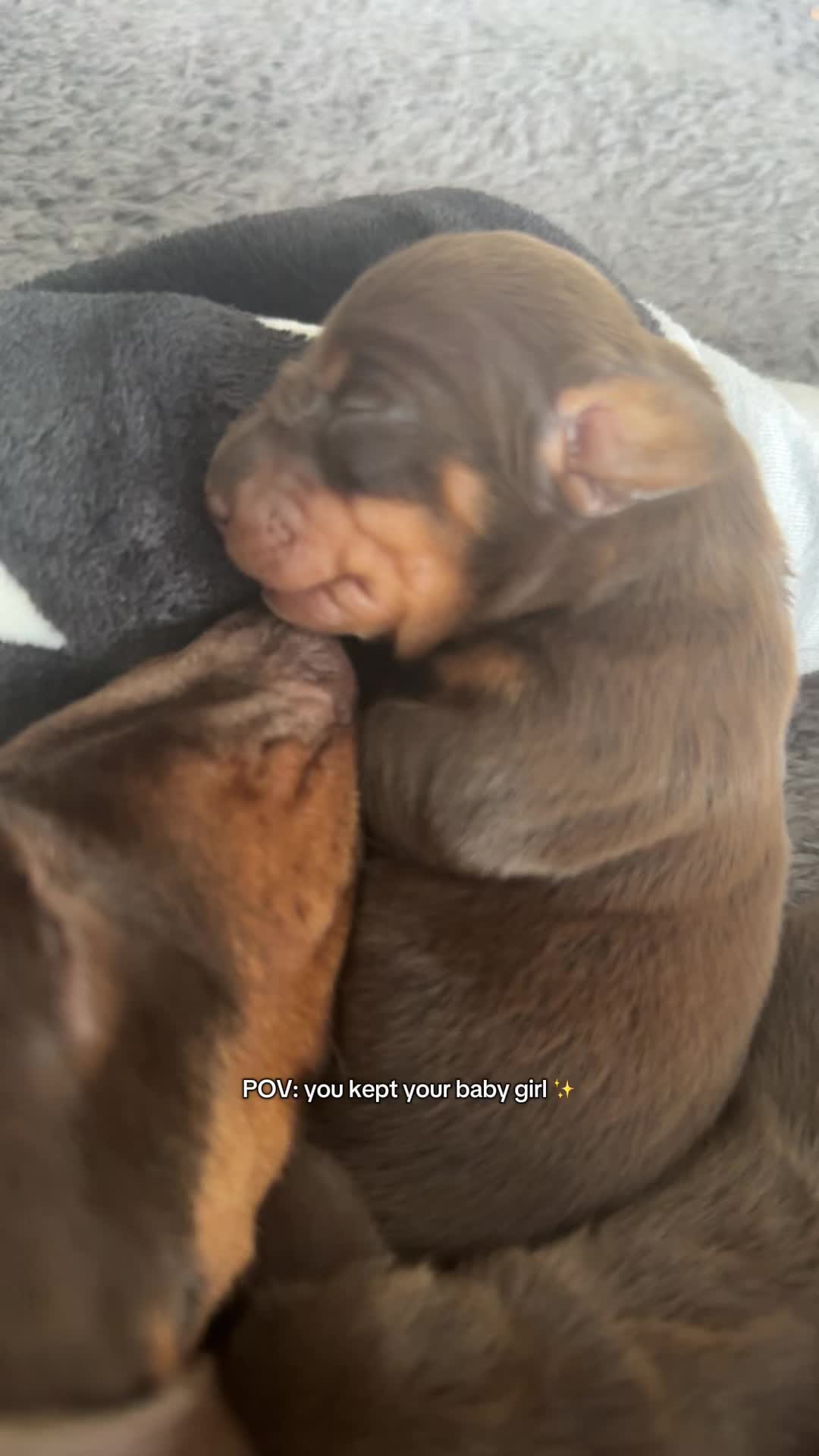 @ciciolive_mini_weiners