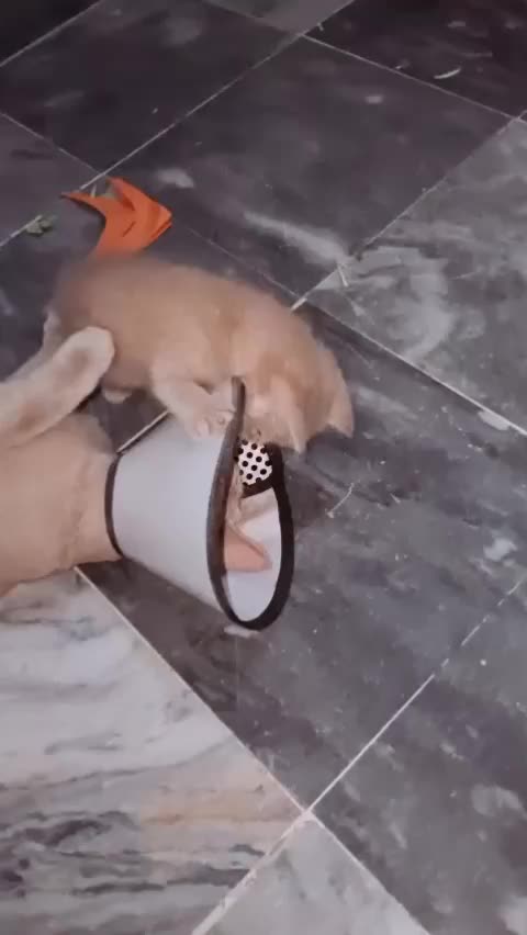@cutecatlover8172