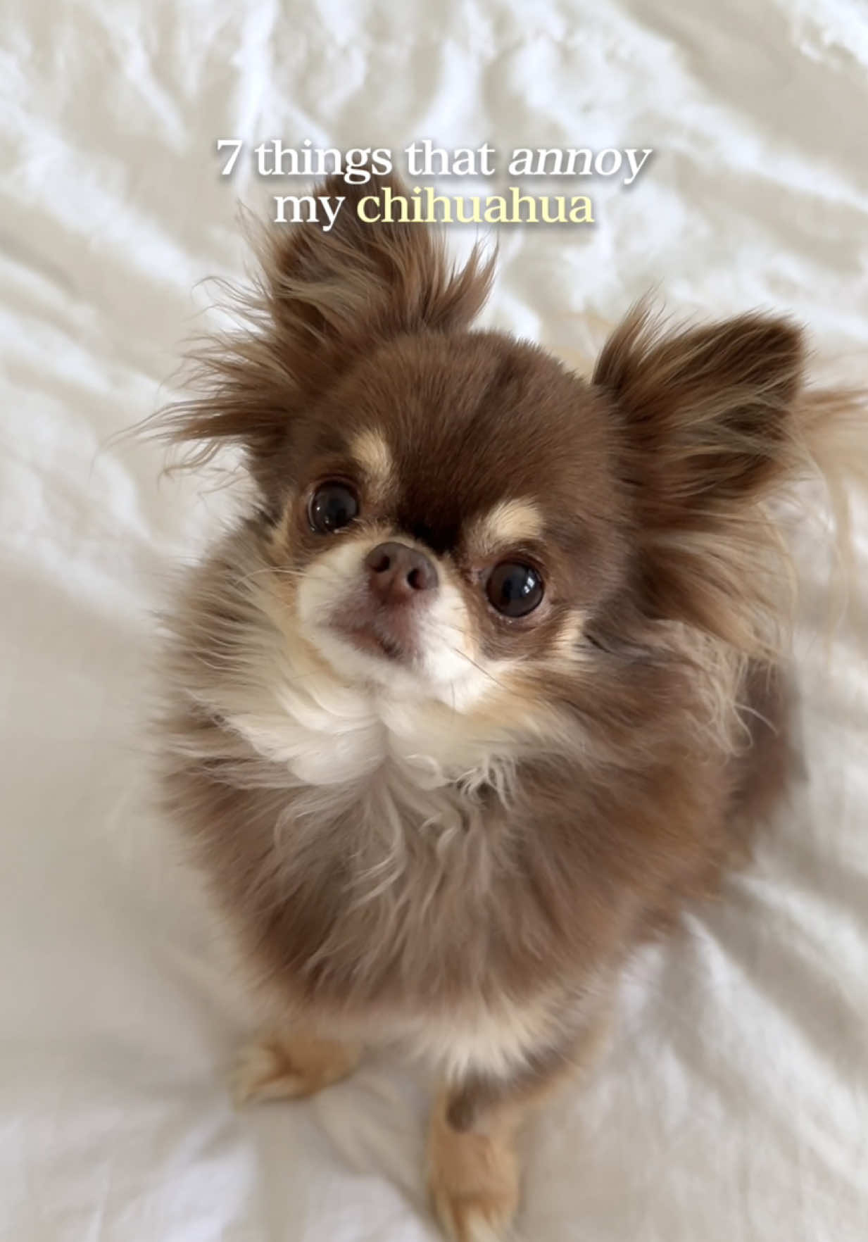 @Lou the Chichi