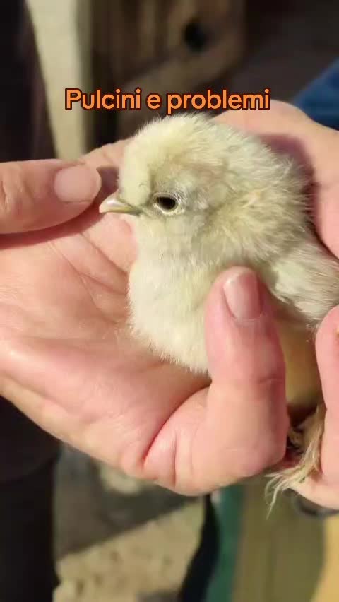 @Il leone e la gallina