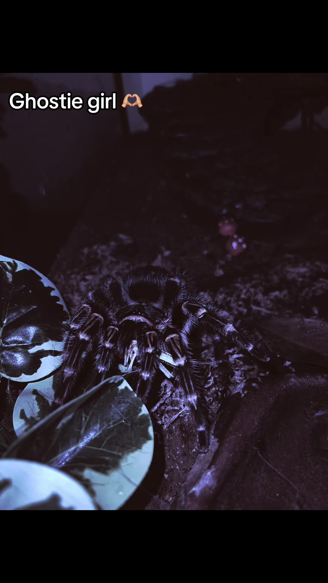 @The Tarantula twins 🕷️