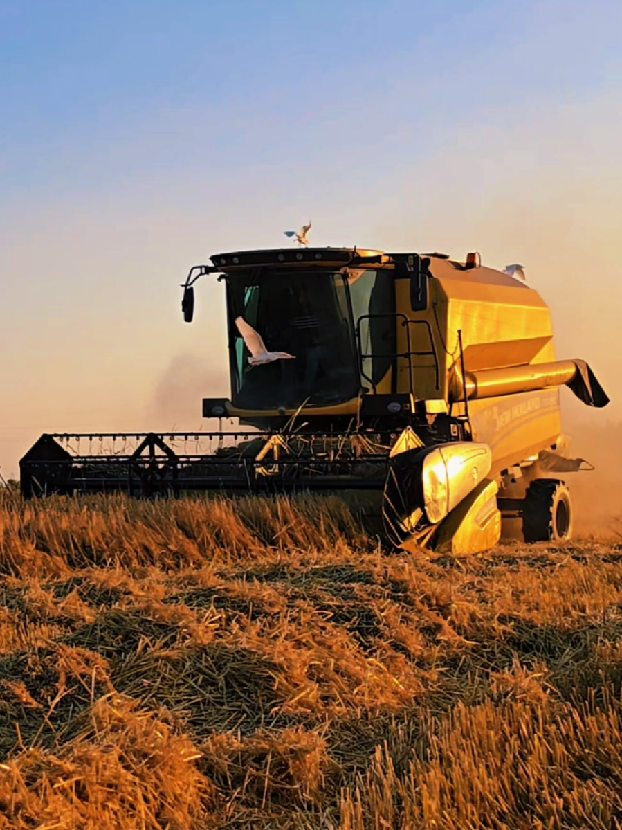 @Farmer ildırım