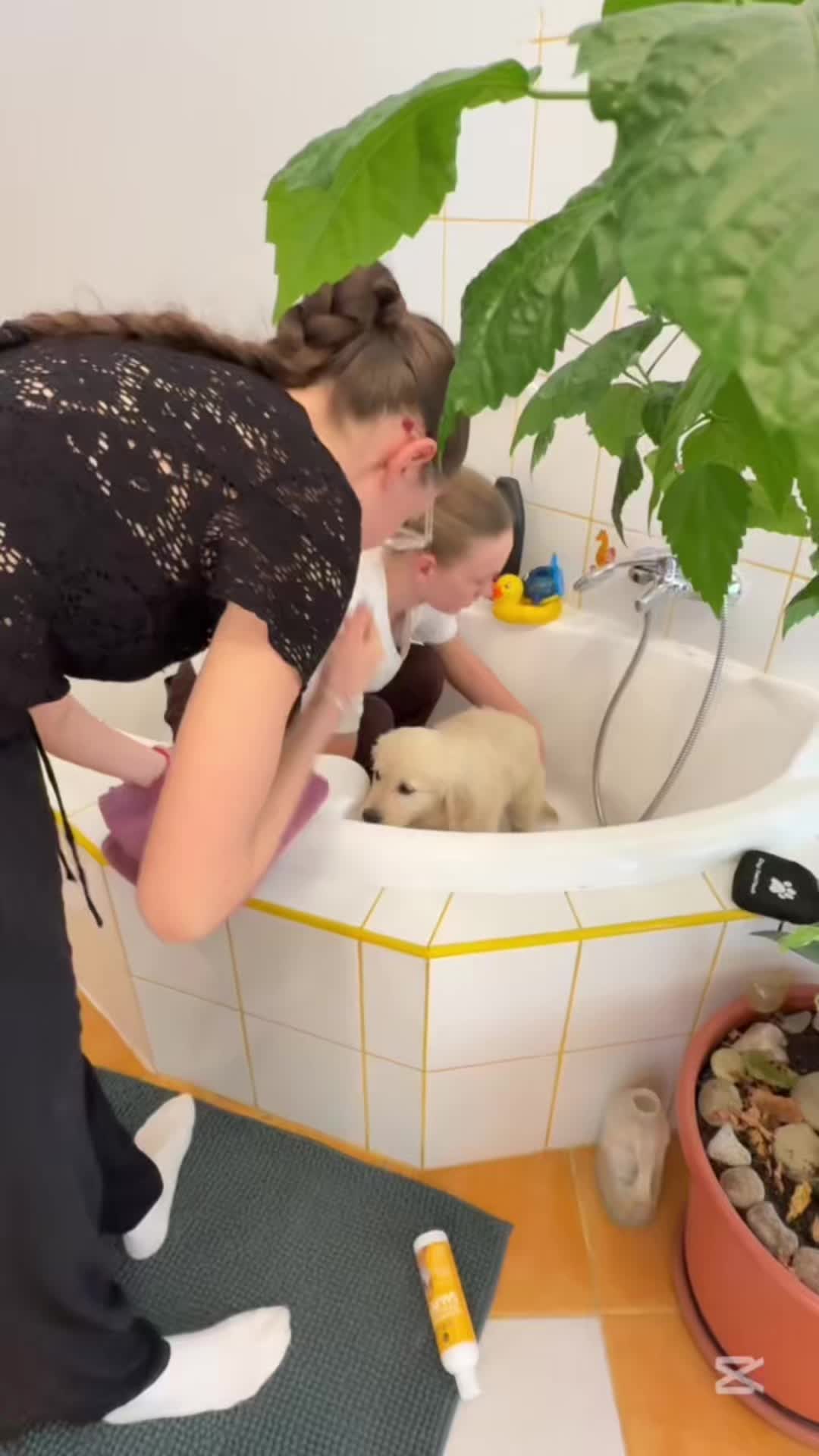 @mimii