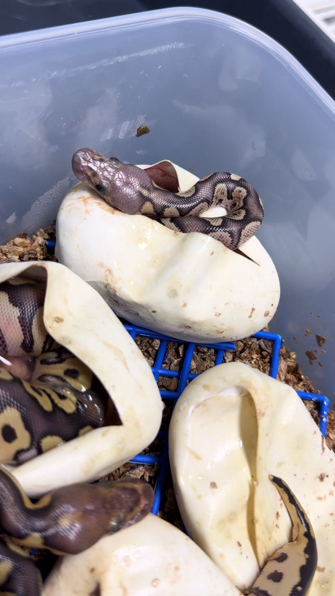 @MasgenReptiles