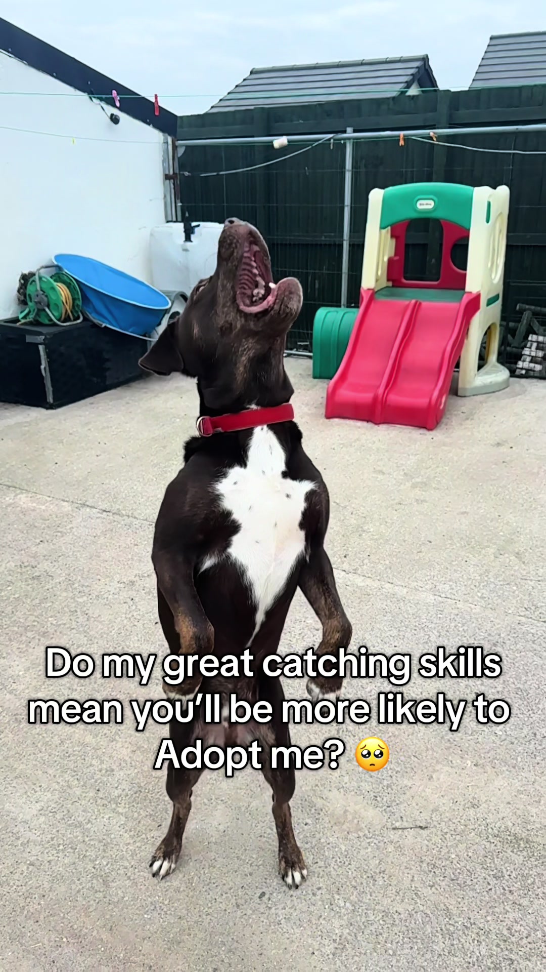 @Homeless hounds