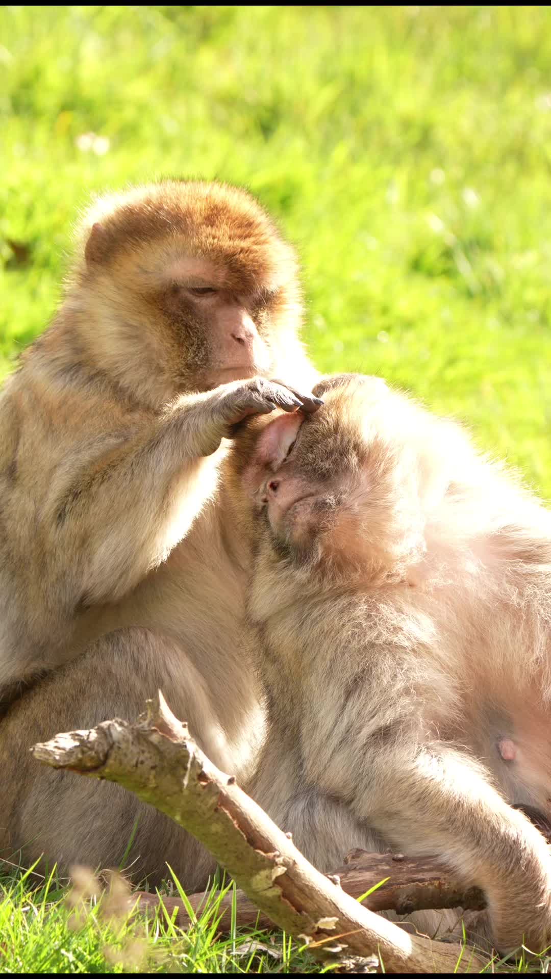 @Monkey Forest
