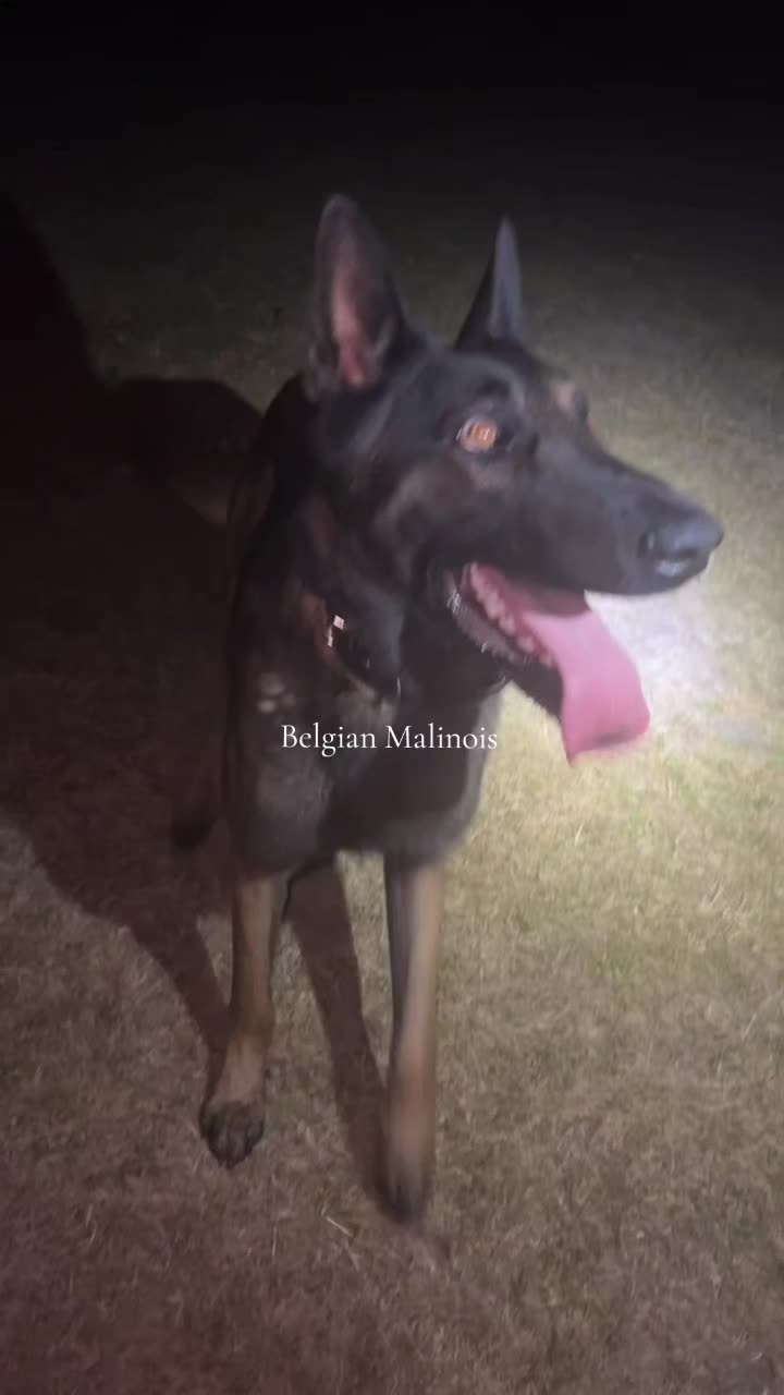 @K9Malinois