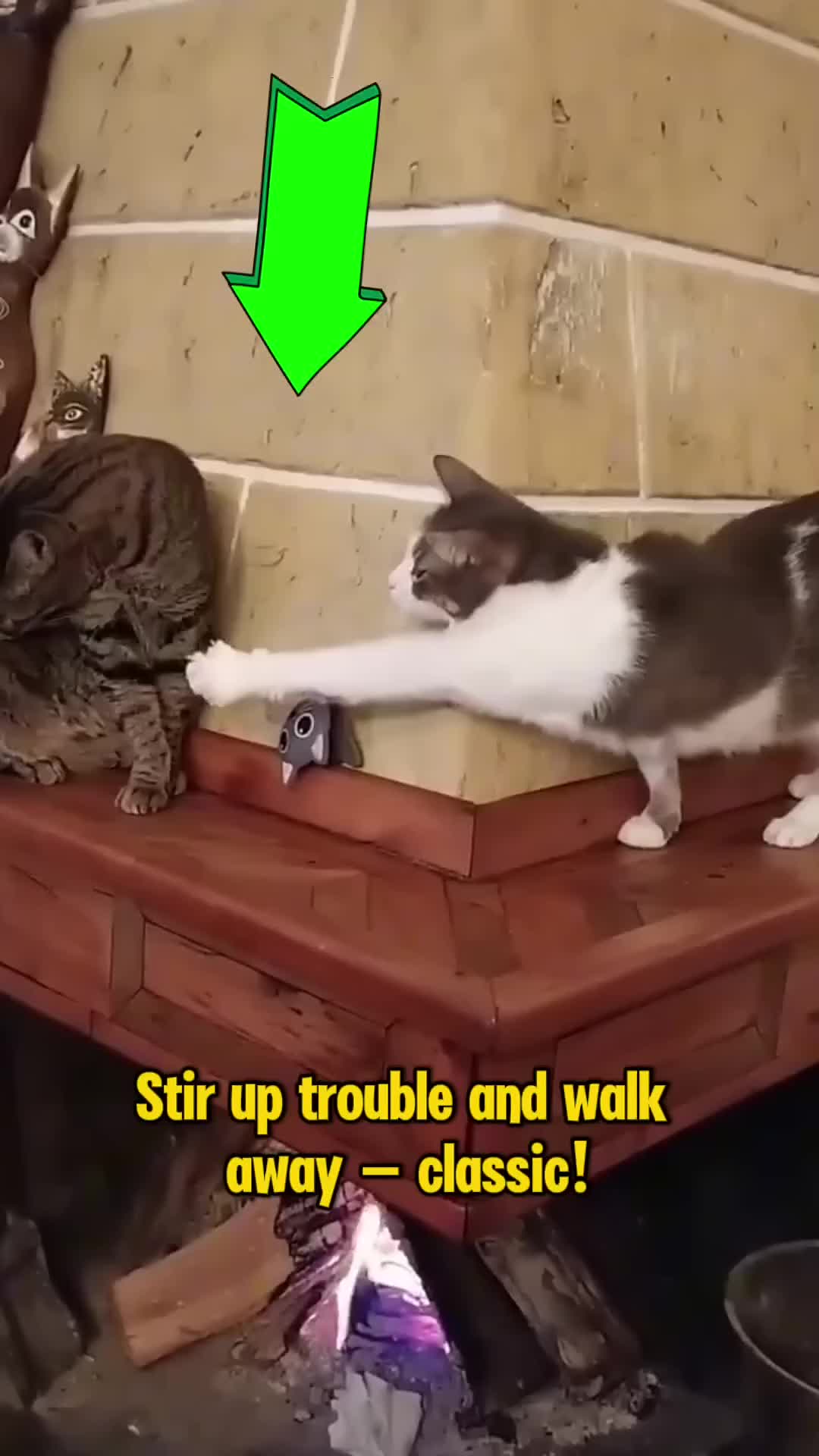 @Rescue Diaries 😻