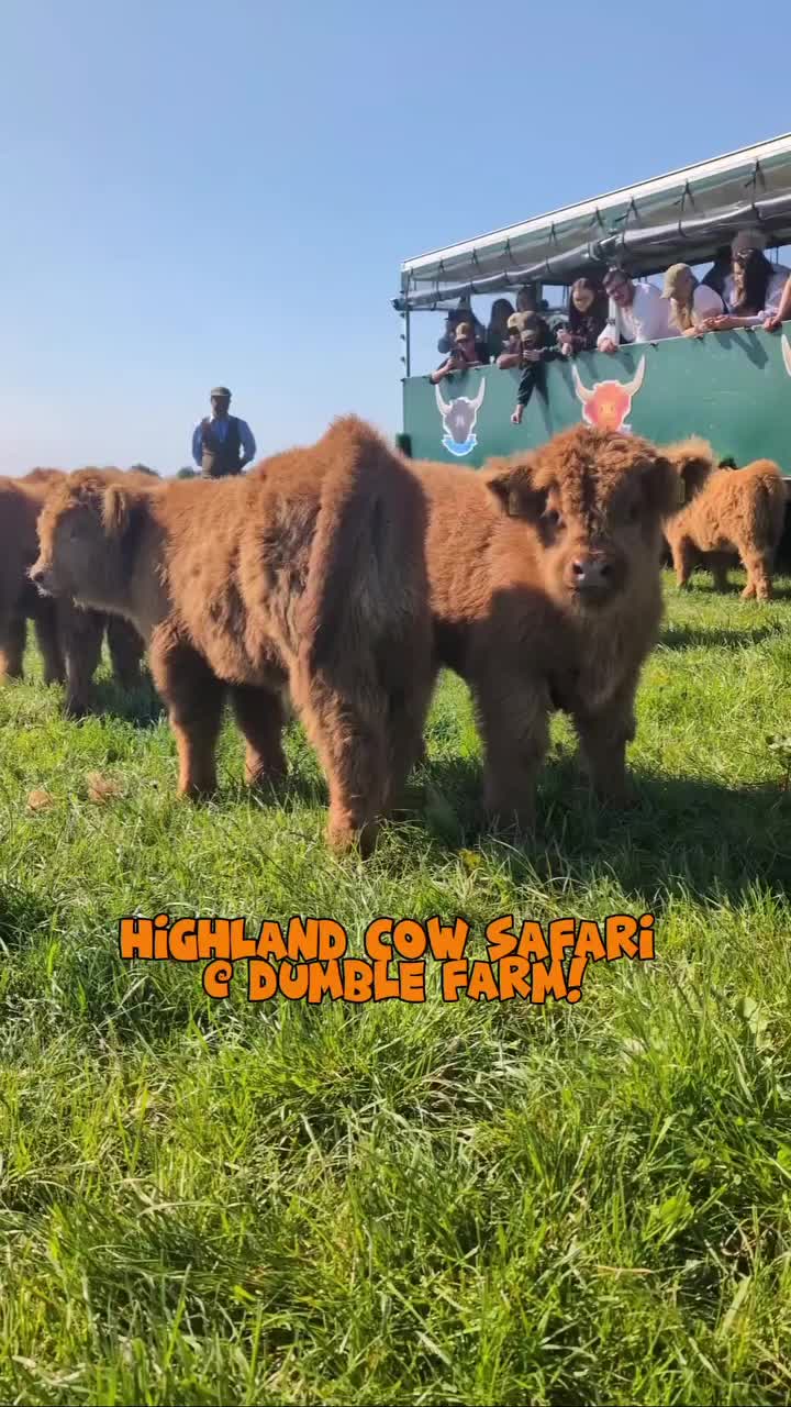 @Dumble Farm Highland Cows