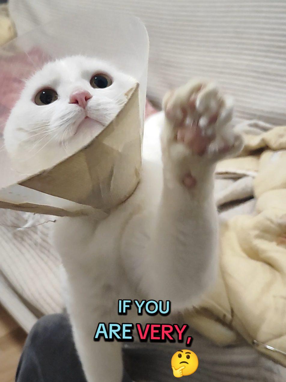 @Fluffy - the persian cat
