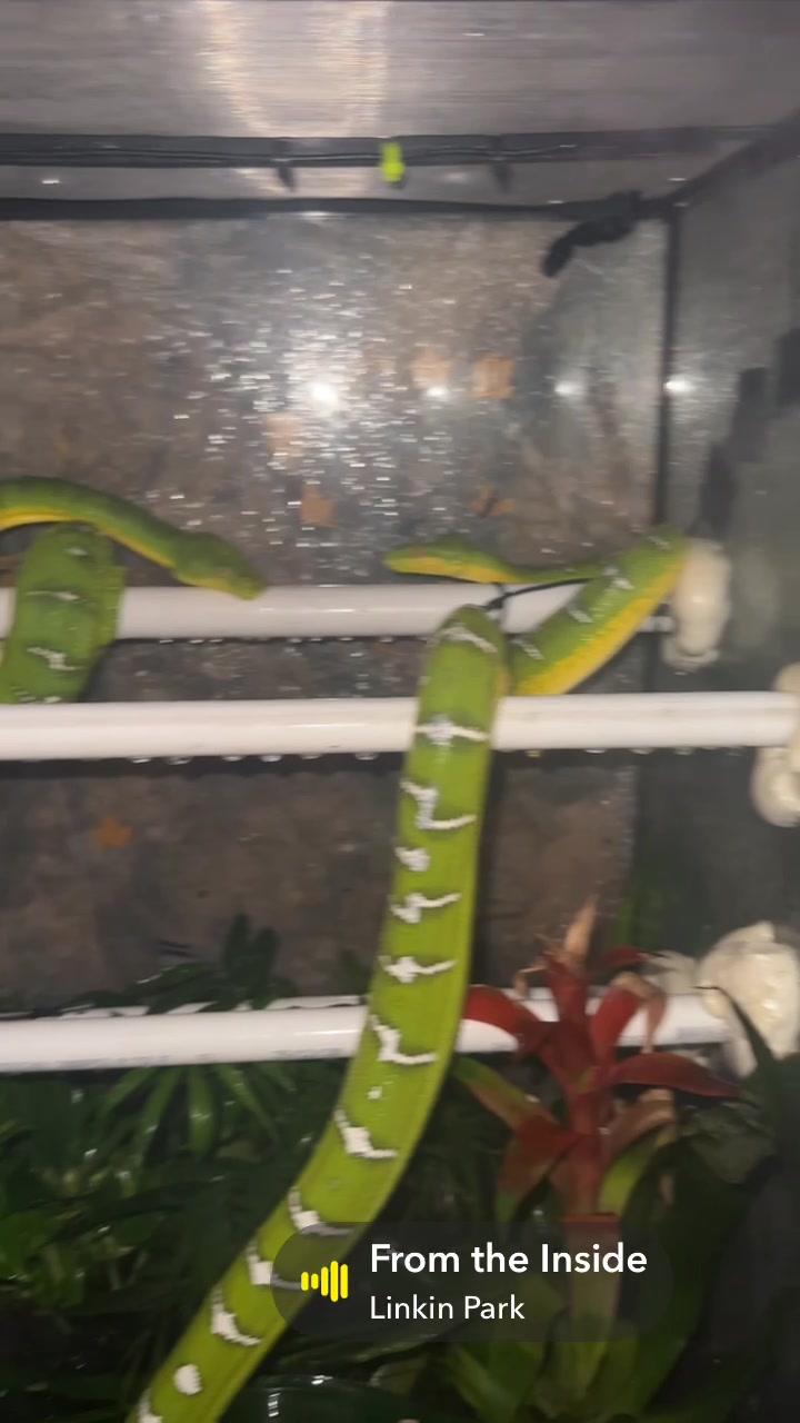@A&L Reptiles