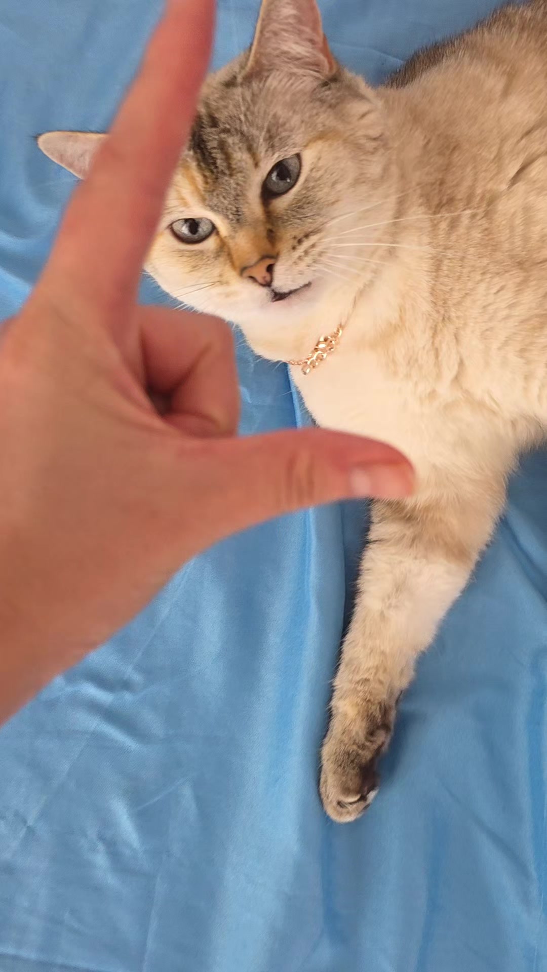 @J A Z M I N