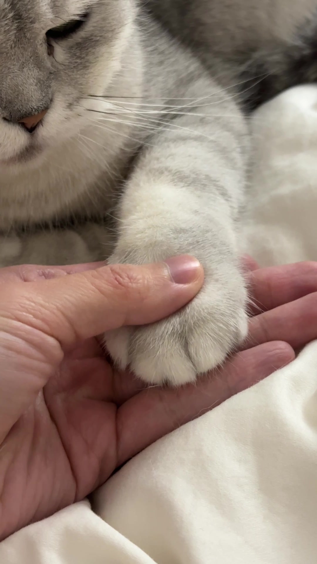 @riceballmeow88