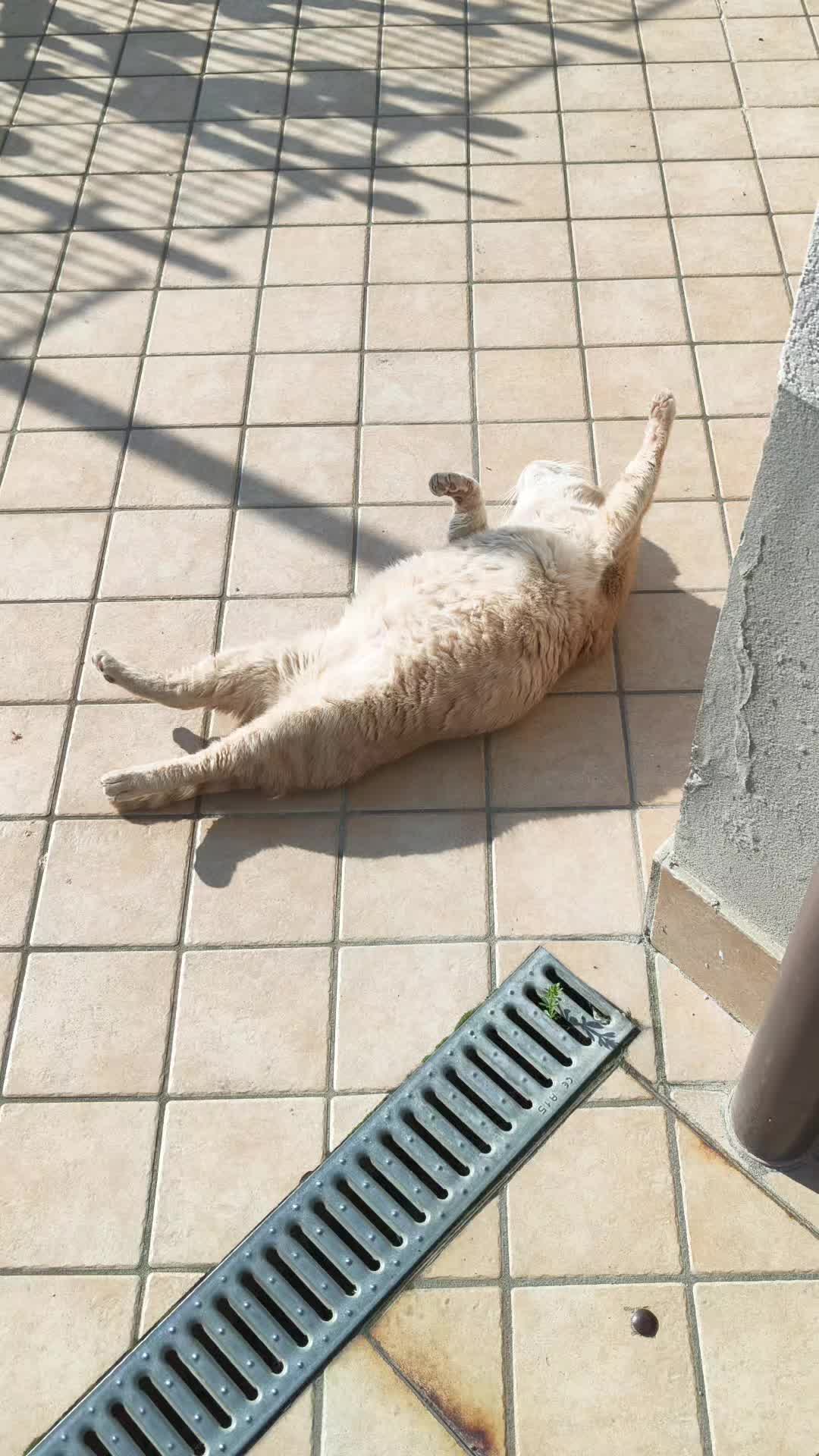 @ᛕᗩ丅ᗴ
