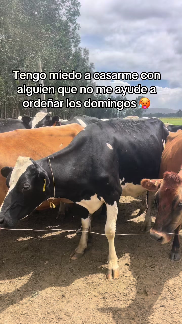 @Juan Rodríguez 🐄