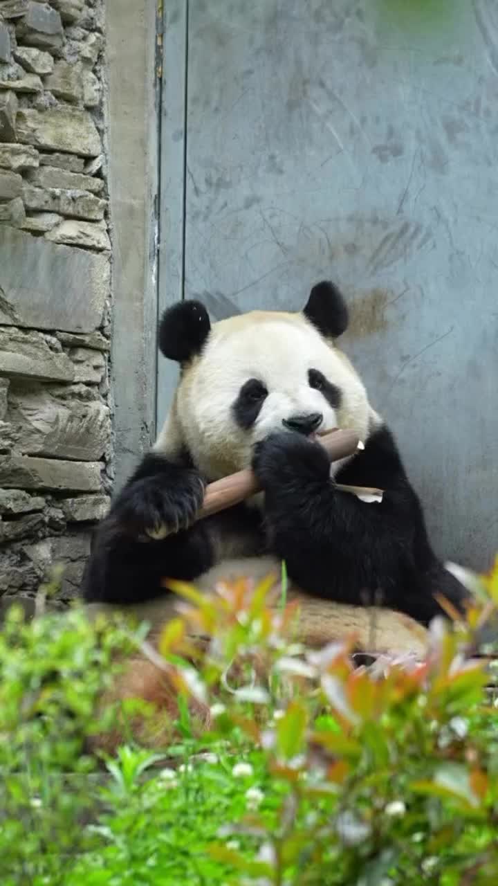 @pandy_pandaa