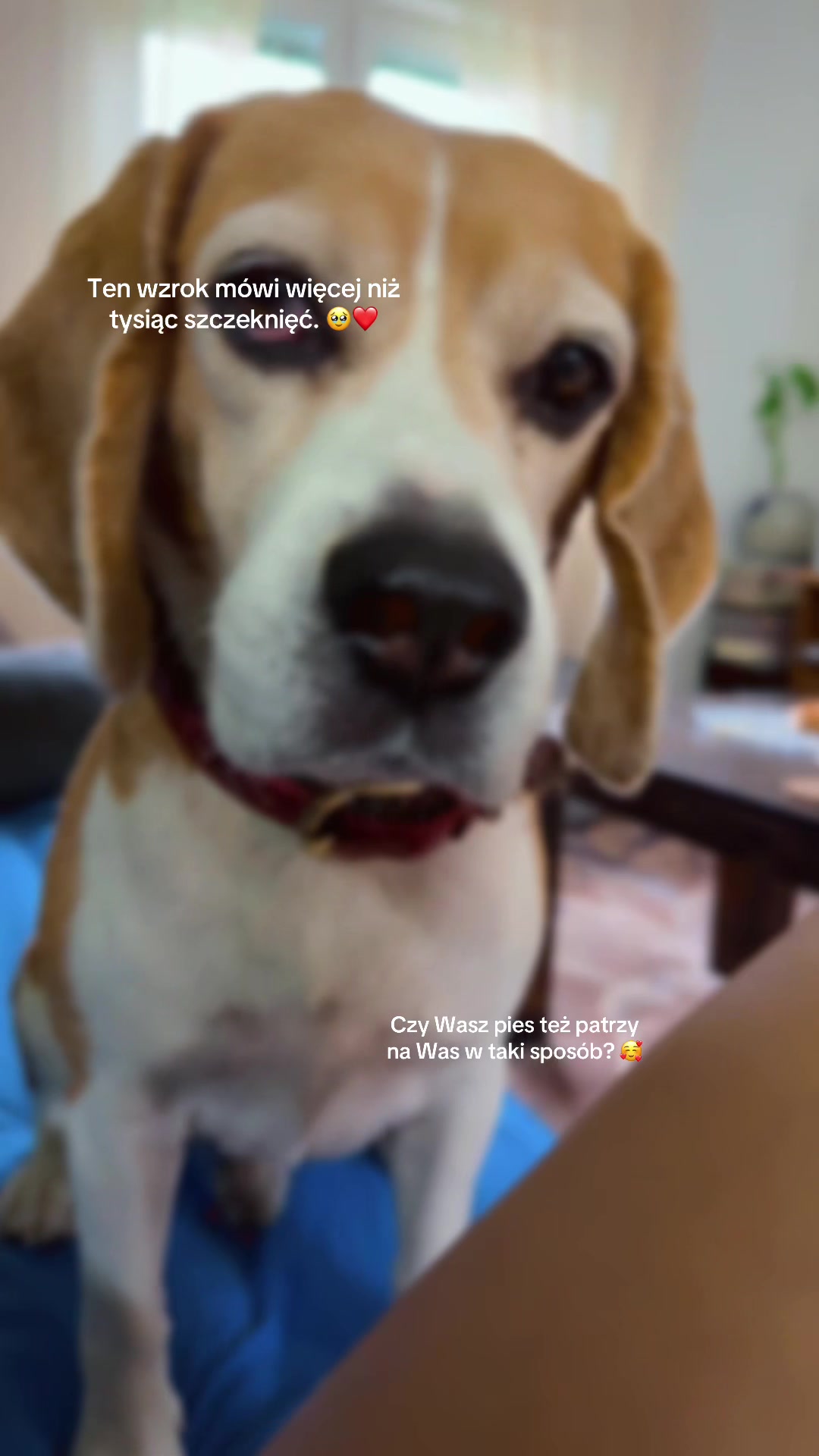 @🐾🌿kavirax12 🌿🐾