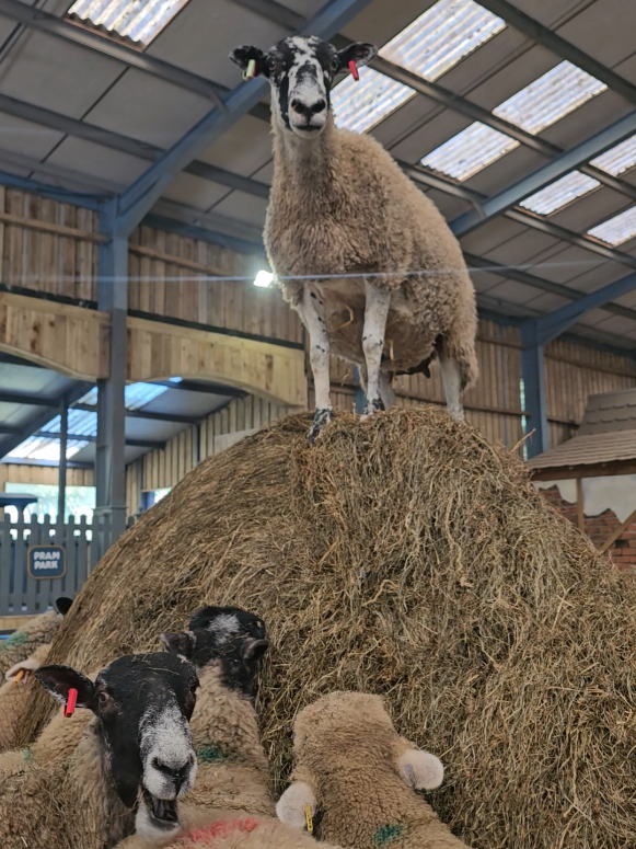 @The Big Sheep