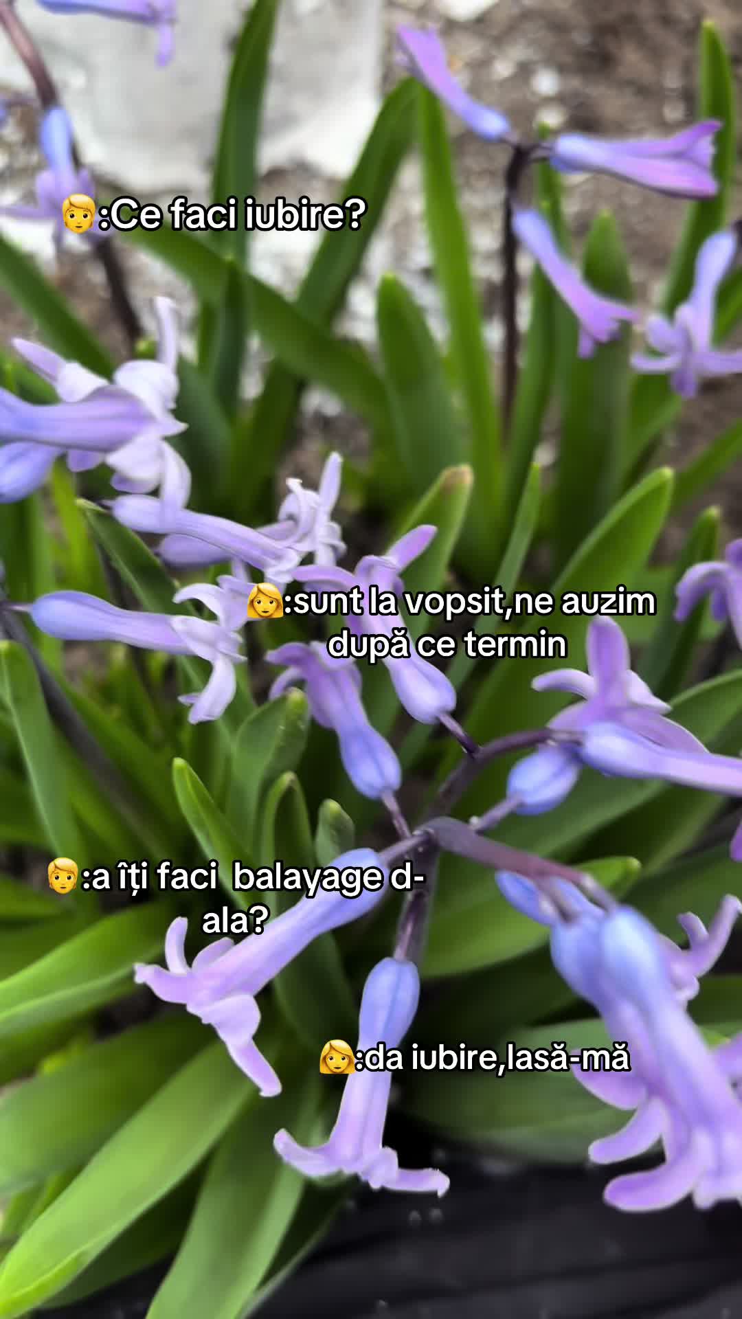 @Denisa