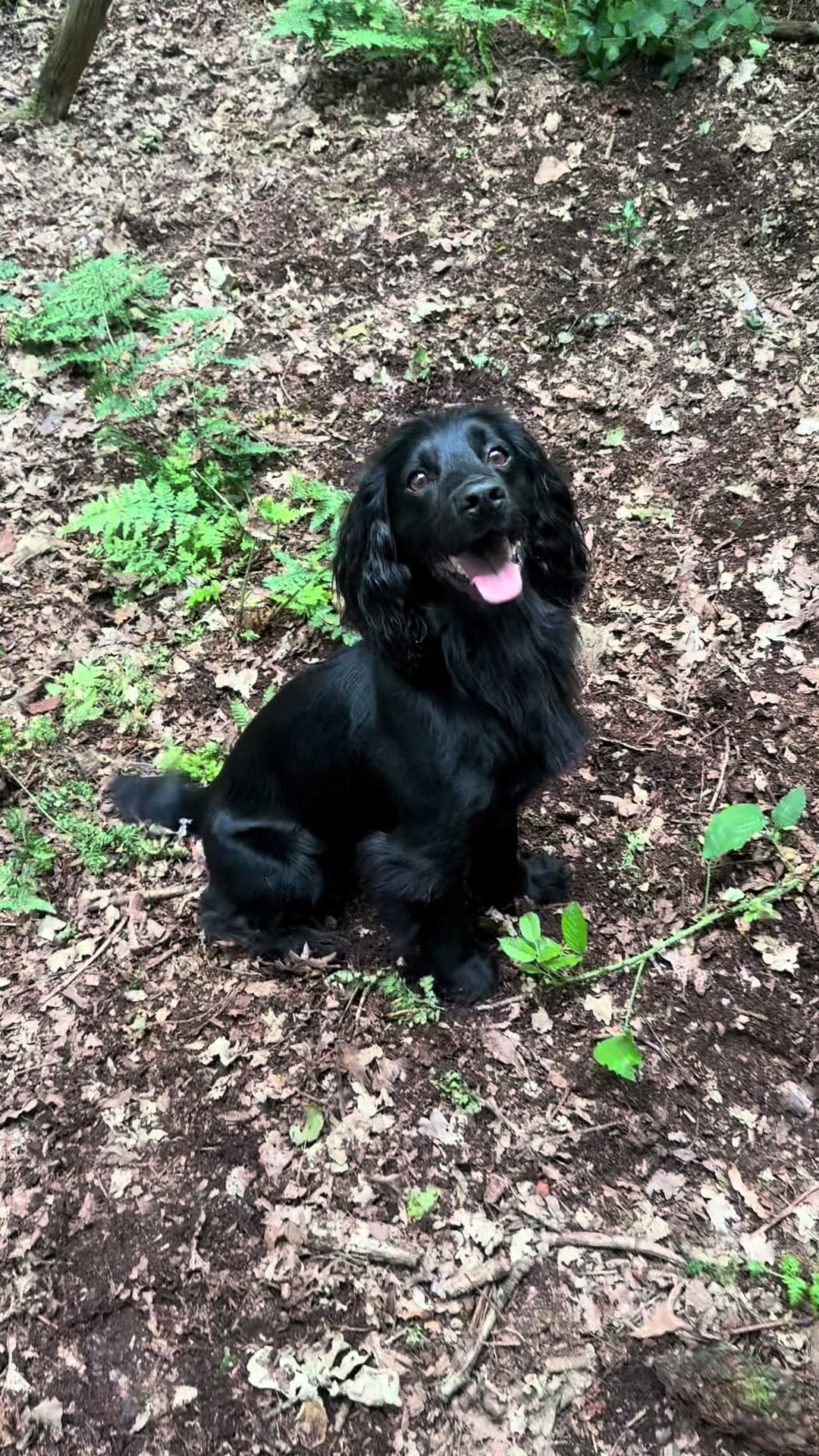 @Trails For Tails Dog Training