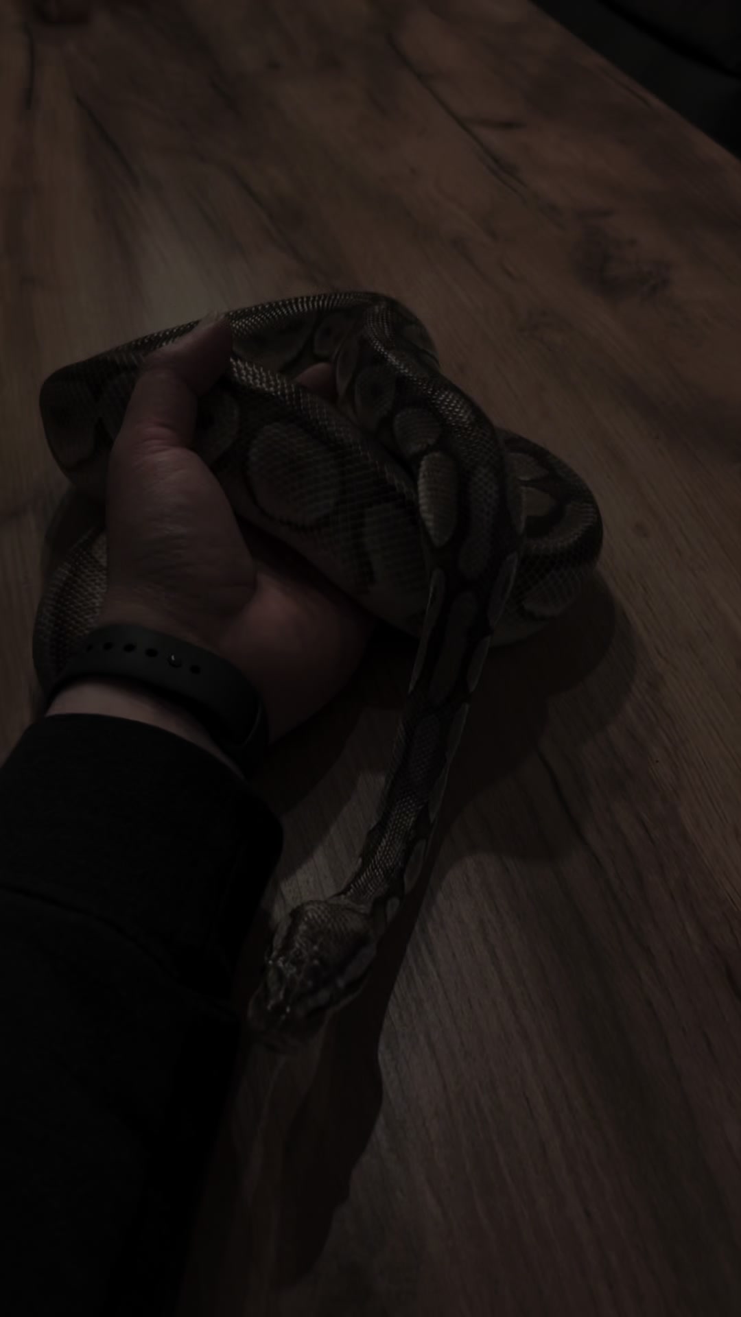 @Tu.snakes