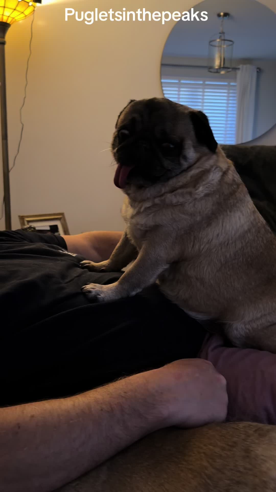 @Puglets in the peaks