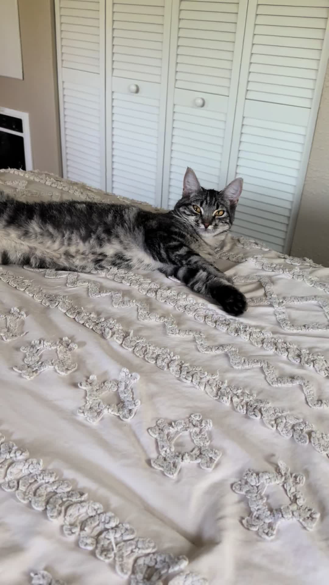 @KrazyKatz