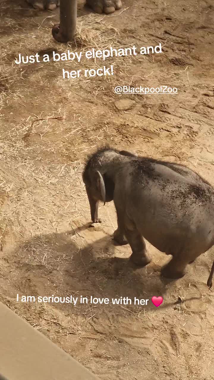 @Amber's Animal Adventures