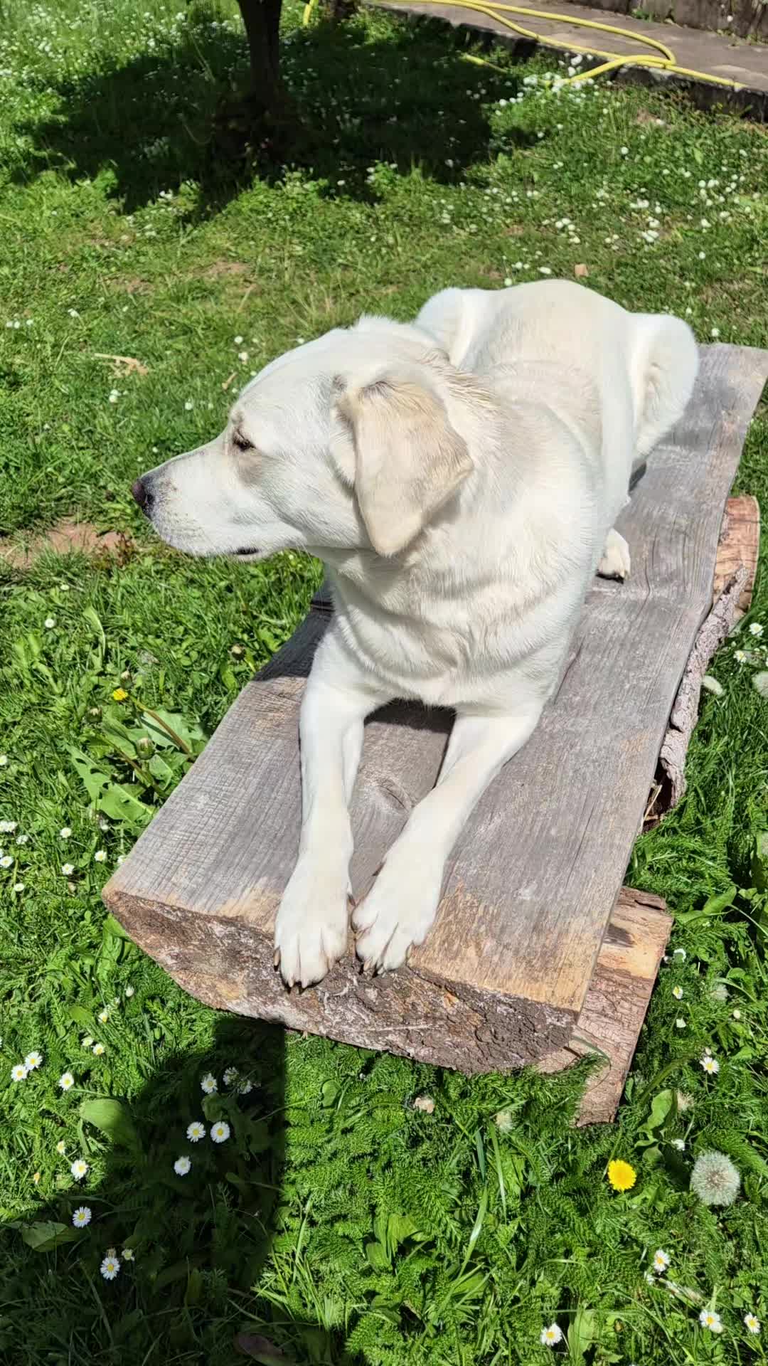 @Nicole🙋🏼♀️ mit 🐕Cora🐾🩷