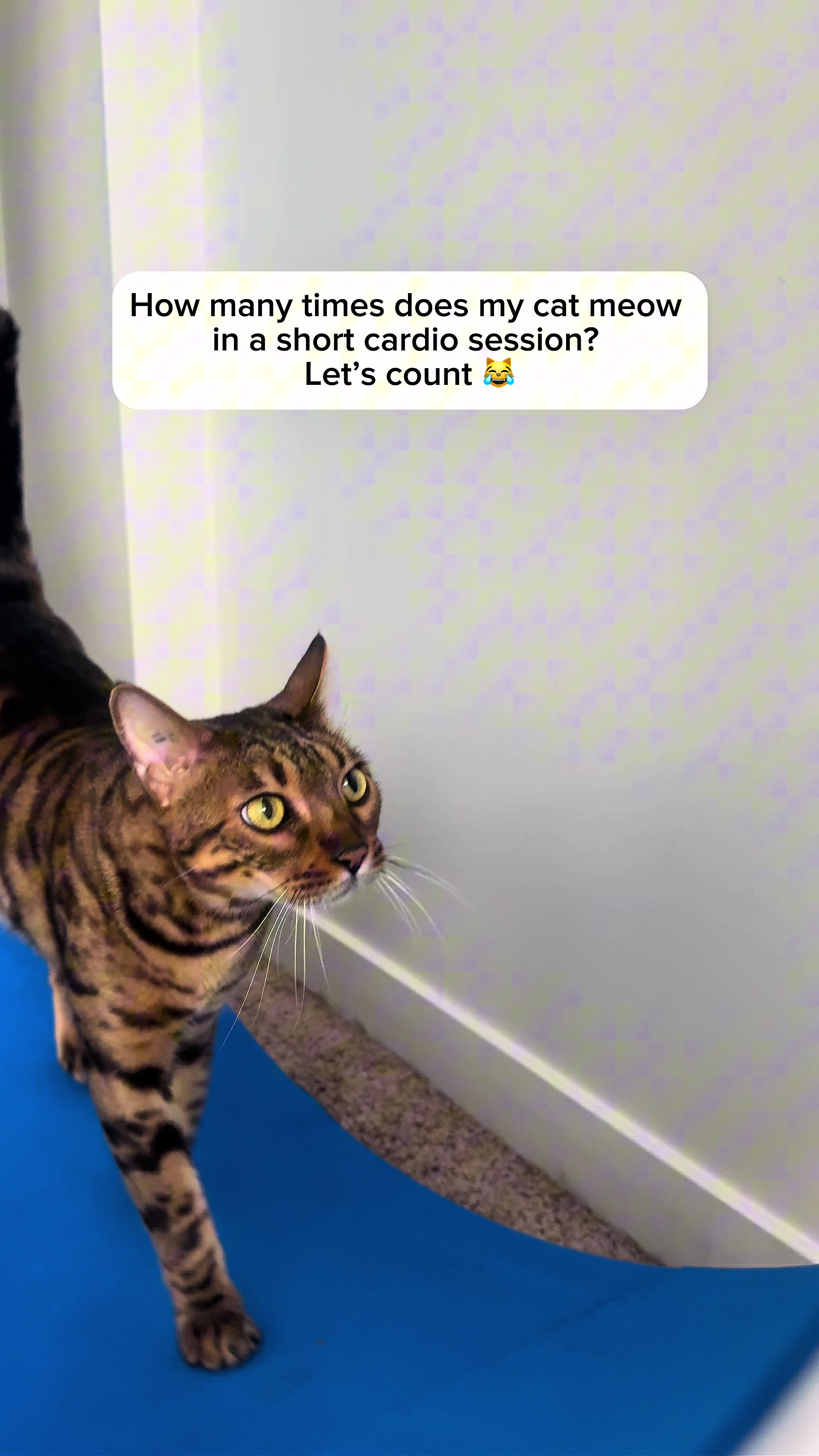 @Three Nawty Cats
