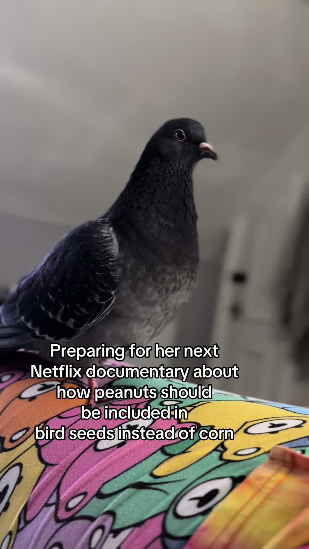 @Nekobutts 🐦