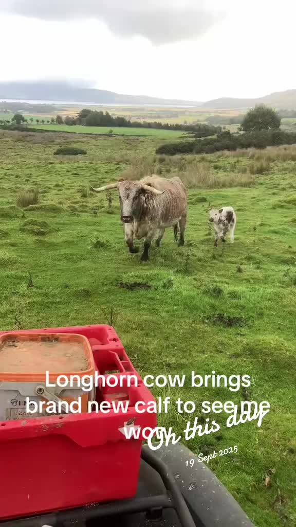 @Highland Coo Clan