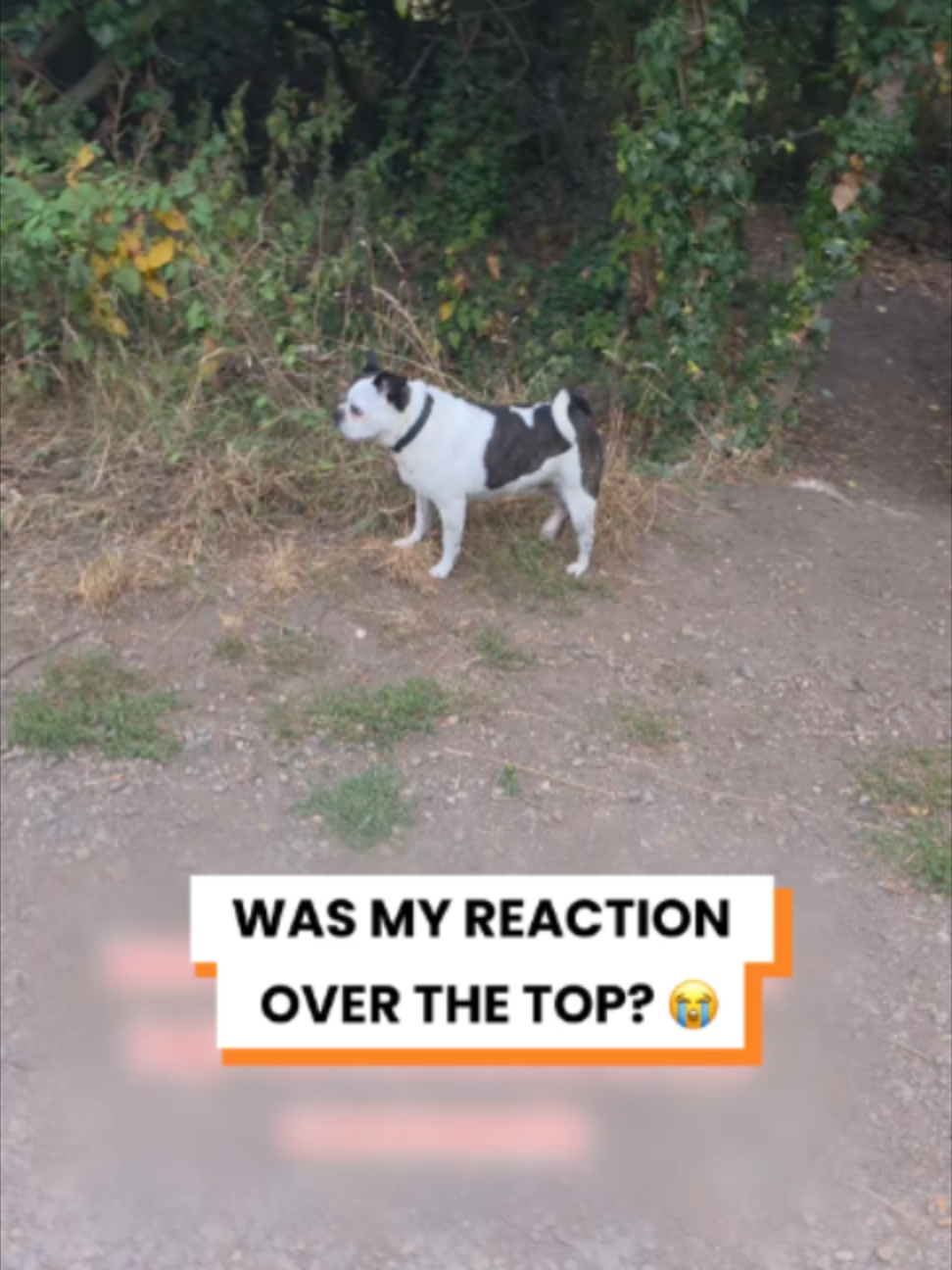 @Go Fetch