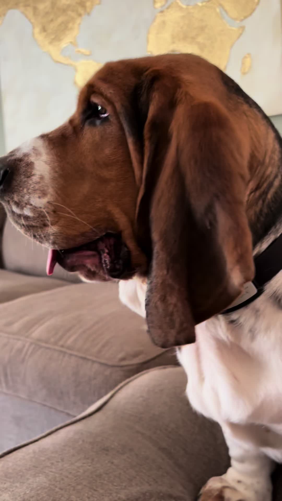 @Chuck Bass The Basset Hound