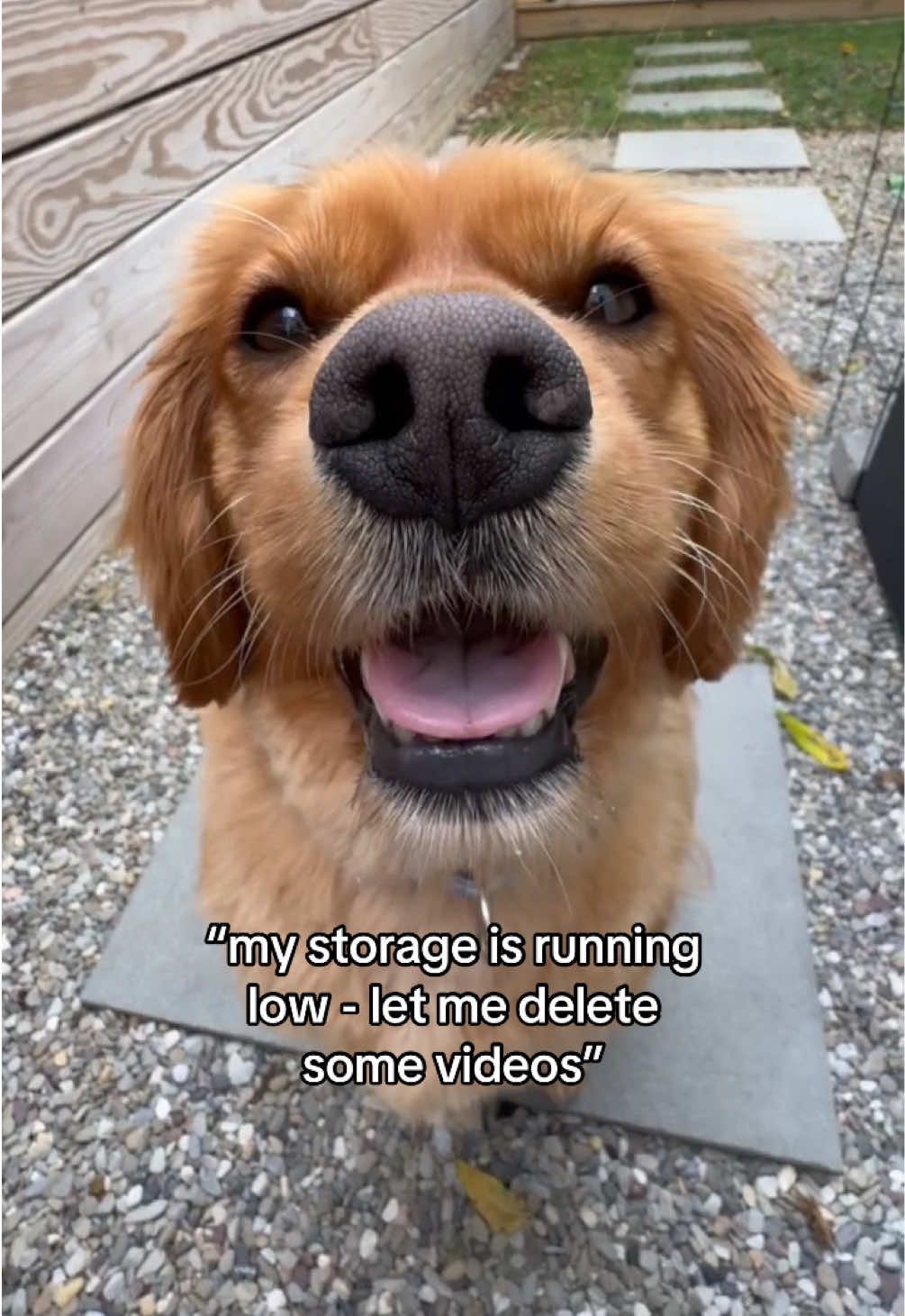 @joeythegoldencavalier