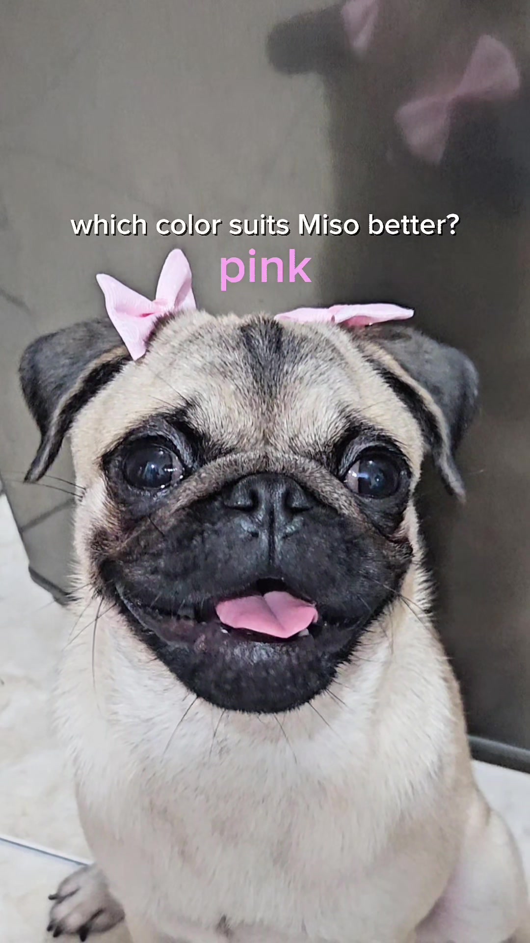 @Miso The Pug | Eat&Travel 🐾
