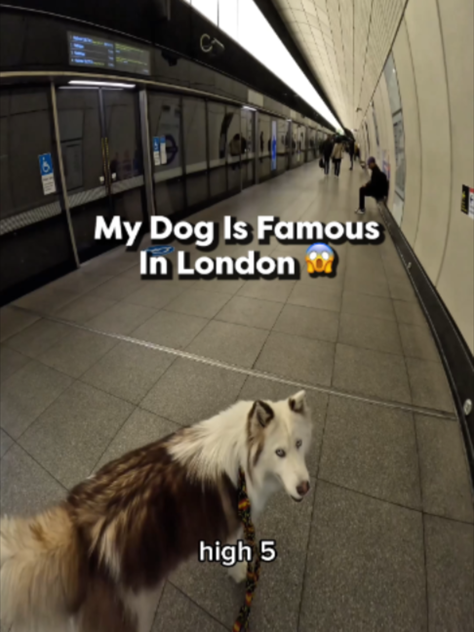 @Go Fetch