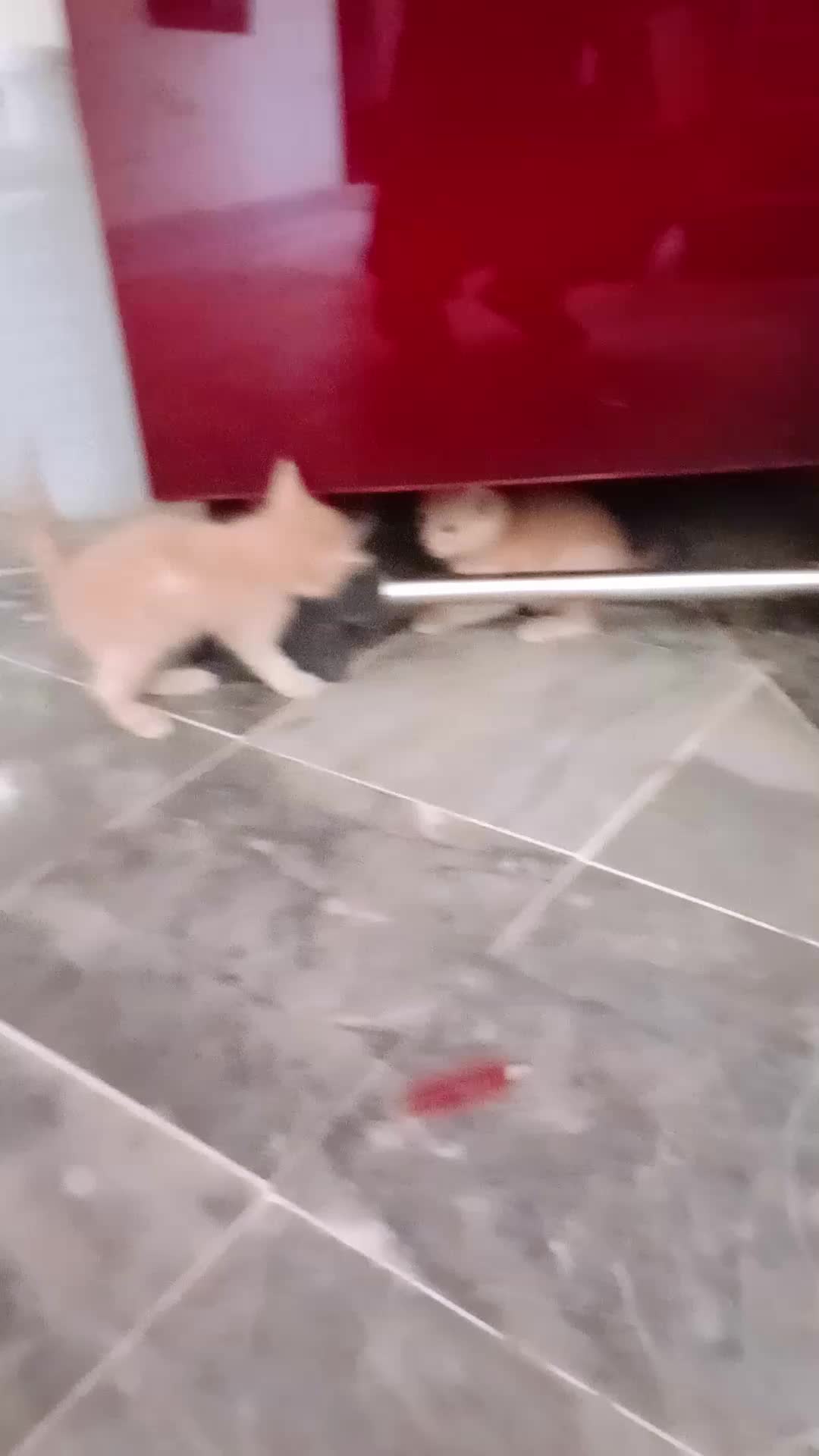 @cutecatlover8172