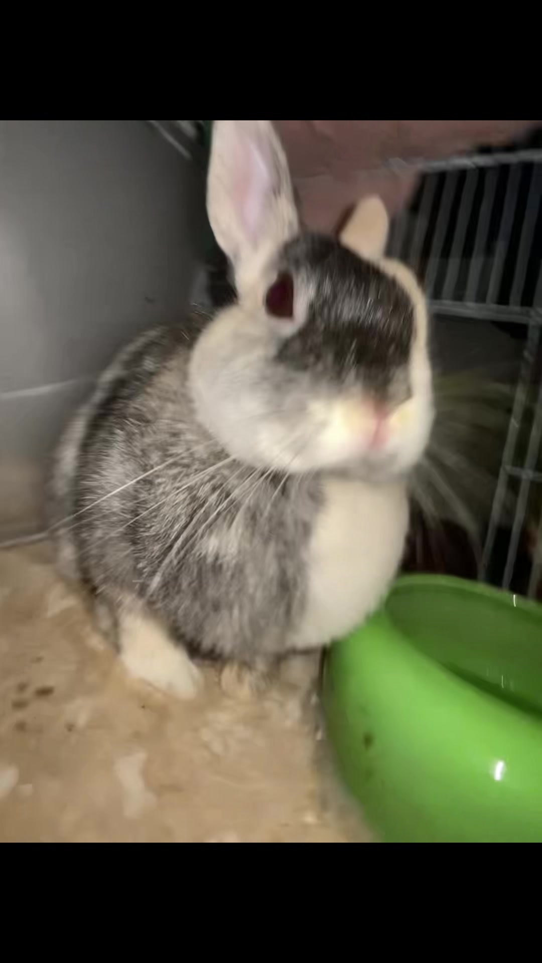 @Chichi la lapine