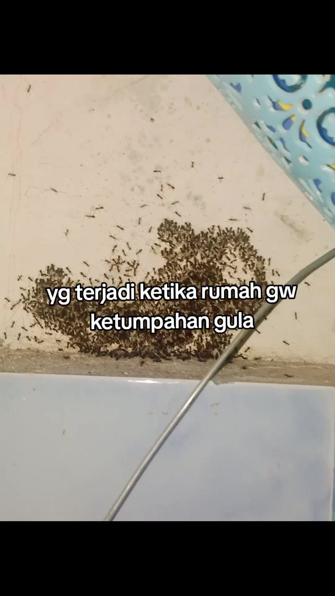 @admin gok gok