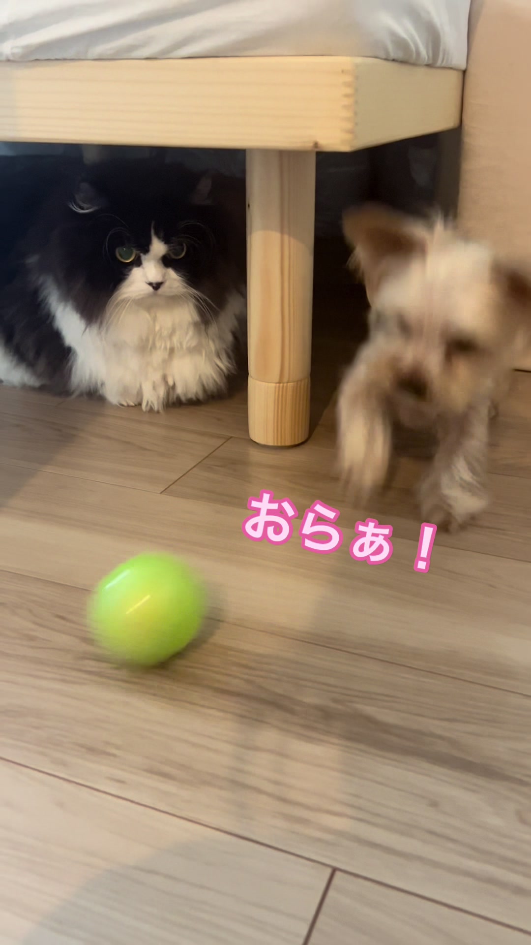 @みちゃよも🐶🐱