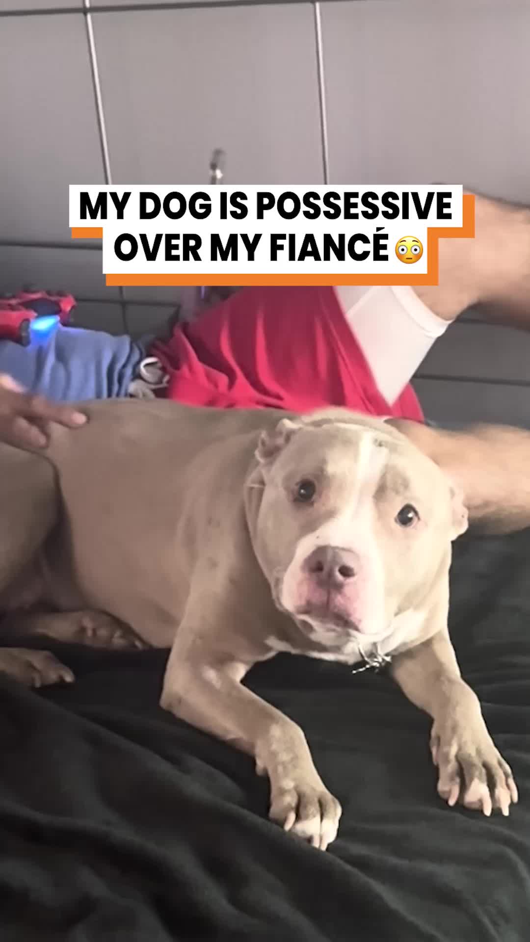 @Go Fetch