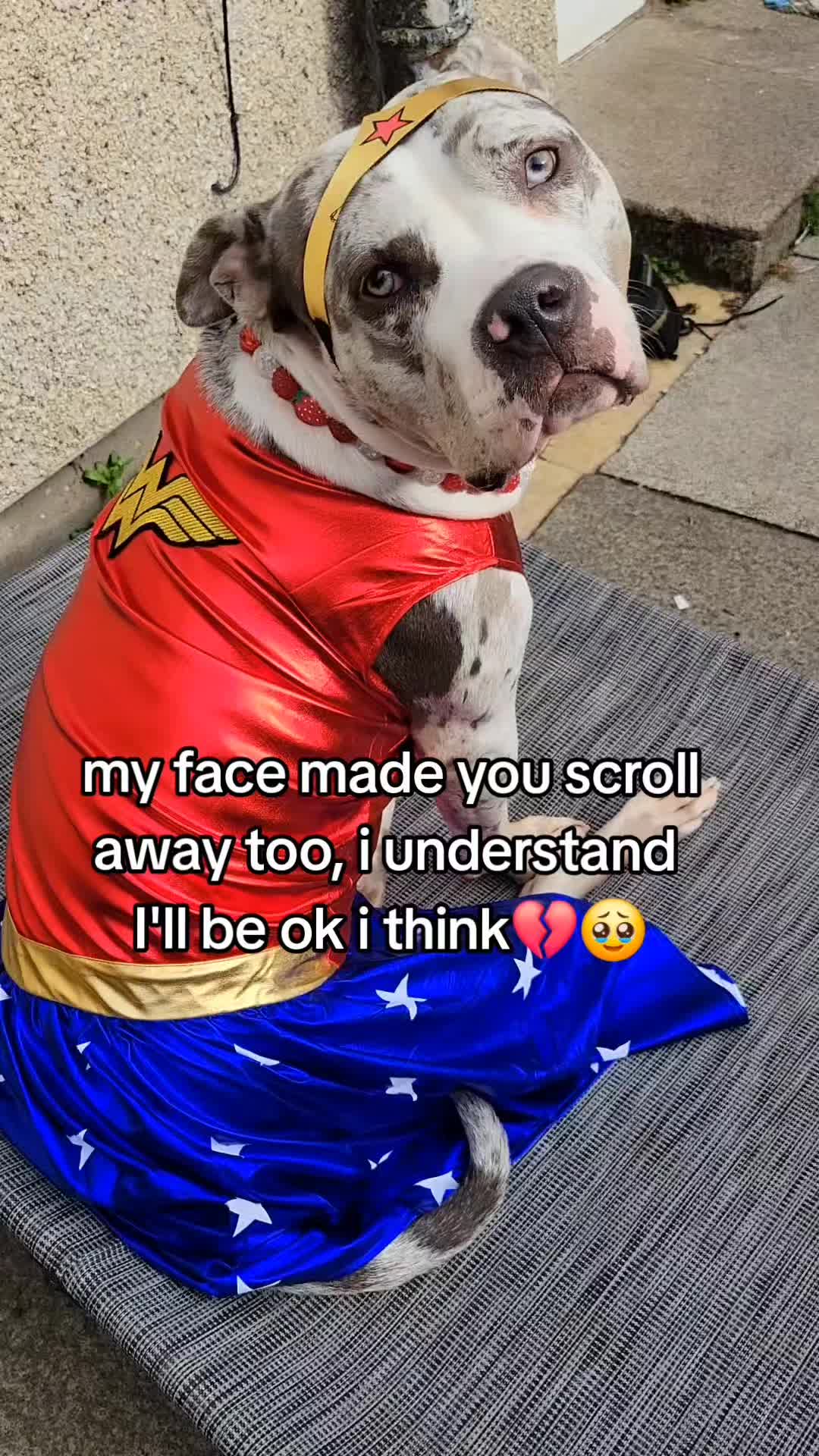 @kirsty+starlight the xl bully